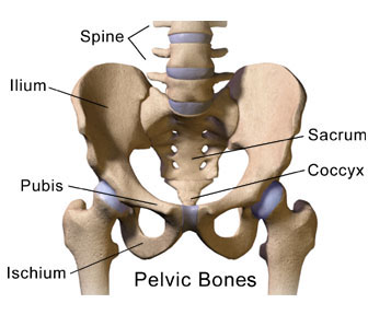 Pelvis Photo Gold Coast Sports Physio