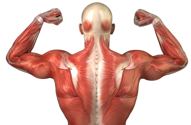 muscle strength testing physio