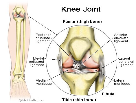 knee_joint Burleigh Physio Runaway Bay Physio